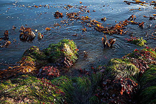海草,水,海滩,靠近,温哥华岛,不列颠哥伦比亚省,加拿大