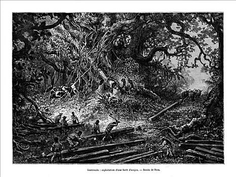 红木,树,伐木,危地马拉,19世纪,艺术家