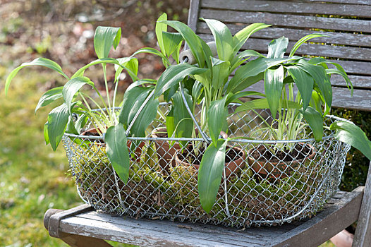 铁丝篮,葱属植物,陶制容器,椅子,花园