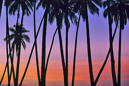 剪影,棕榈树,日落,卡米哈米哈,椰树,小树林,莫洛凯岛,夏威夷,美国