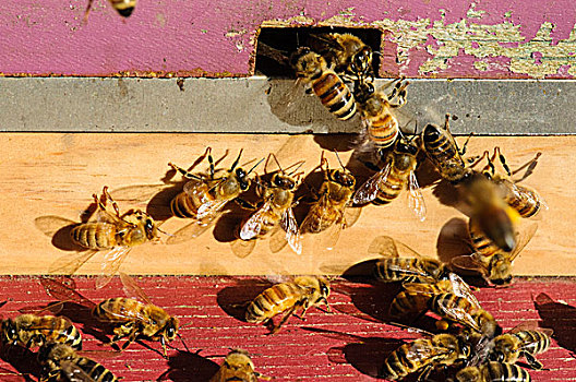 西雅图,蜜蜂,入口,蜂巢