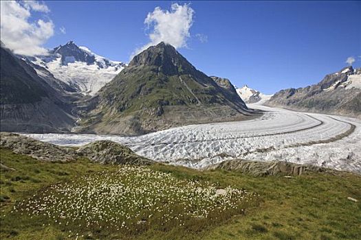 冰河,沃利斯,瑞士,欧洲
