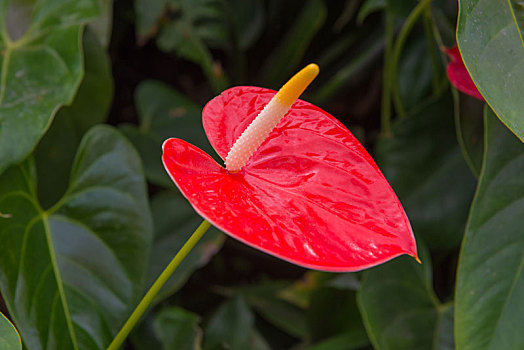 肉穗花序,植物,天南星科,花,漂亮,花园