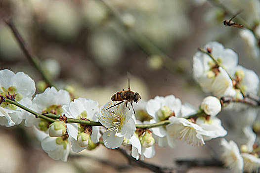 梅花怒放蜜蜂来