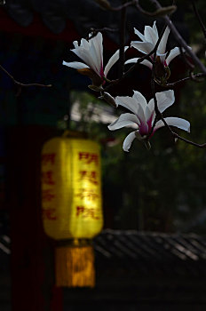 大觉寺古玉兰