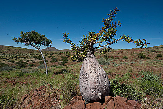 瓶子,树,纳米比亚,非洲