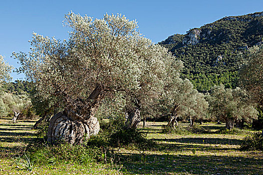 橄榄树,欧橄榄,马略卡岛,巴利阿里群岛,西班牙,欧洲