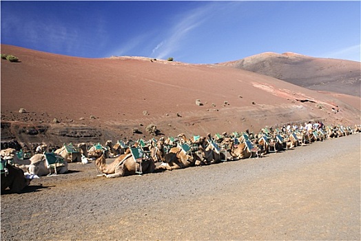 骆驼,兰索罗特岛,帝曼法雅,火山,加纳利群岛