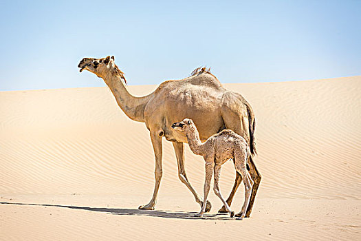 单峰骆驼,年轻,沙丘,沙漠,阿联酋,亚洲