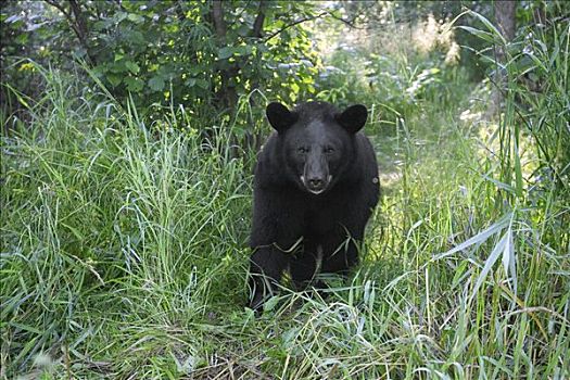 黑熊,美洲黑熊,幼小,草,林中地面,明尼苏达