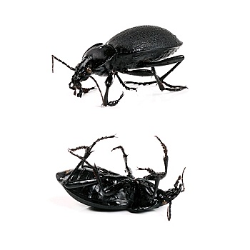 黑色,甲虫,隔绝,白色背景,背景