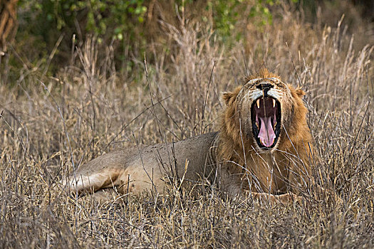 狮子,张嘴,查沃,肯尼亚,非洲