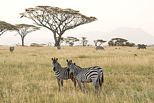 普通,斑马,马,站立,干燥,季节,大草原,塞伦盖蒂国家公园,坦桑尼亚