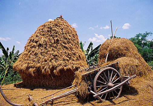 木质,手推车,堆积,稻米,稻草,省,柬埔寨