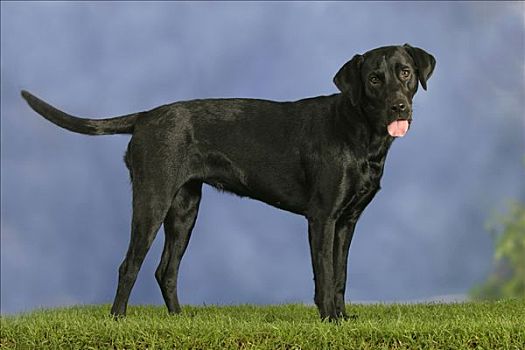 拉布拉多犬,黑色