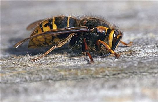 大黄蜂,欧洲大黄蜂