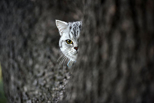 一只宠物猫的户外生活写真