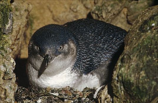 小蓝企鹅,神仙企鹅,巢穴,缝隙,洞穴,港口,维多利亚,澳大利亚