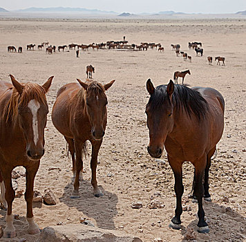 纳米比亚,牧群,野生,马