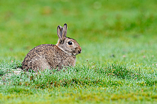 欧洲兔,兔豚鼠属,草丛,费吕沃,格尔德兰,荷兰