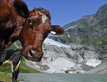 母牛,挪威,斯堪的纳维亚