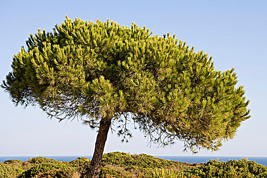 松树,阿尔加维,葡萄牙,欧洲