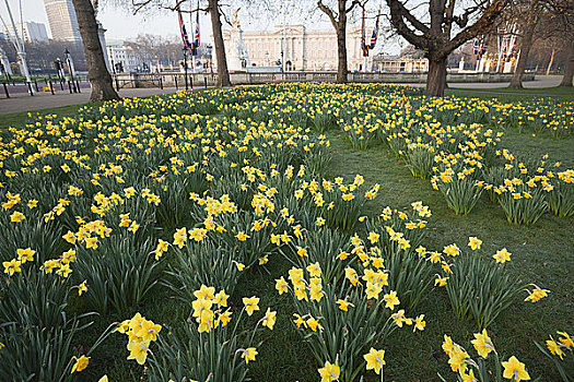 白金汉宫,水仙花,绿色公园,伦敦,英格兰