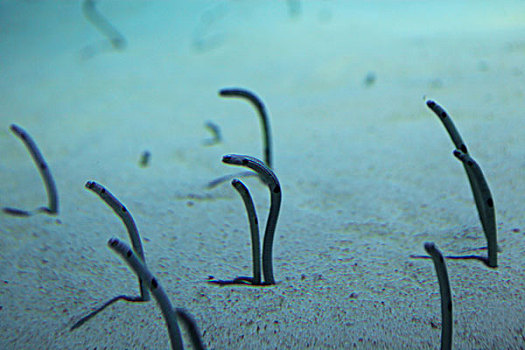 海底世界里的黄金花园鳗