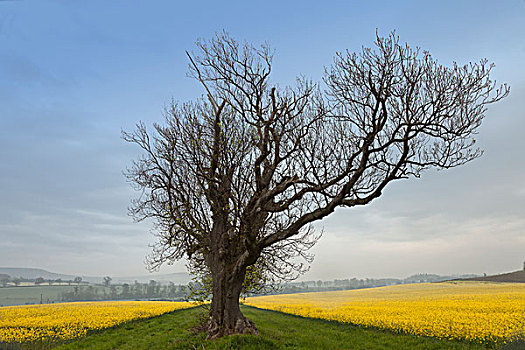 孤木,边缘,黄色,土地,诺森伯兰郡,英格兰