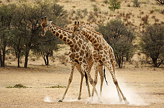 南方长颈鹿,长颈鹿,争斗,雄性,干燥,河床,卡拉哈里沙漠,卡拉哈迪大羚羊国家公园,南非,非洲