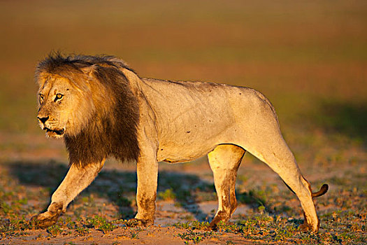 狮子,卡拉哈迪大羚羊国家公园,北开普,南非,非洲