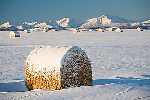 积雪,干草包,艾伯塔省,加拿大