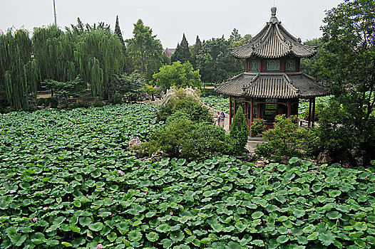 河北保定古莲池书院,荷塘夏日美景