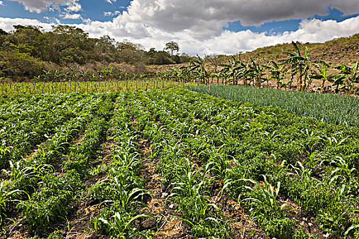 混合,豆,洋葱,右边,西红柿,后面,农业,高地,尼加拉瓜,中美洲