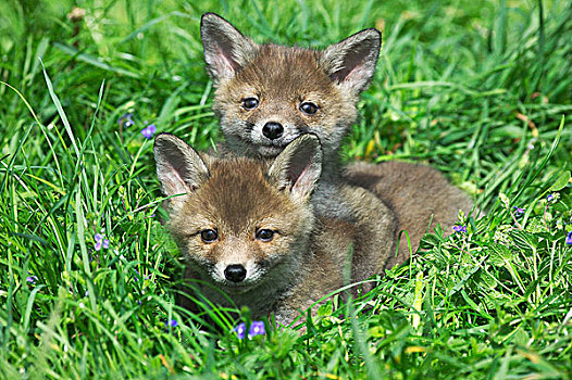 红狐,狐属,幼仔,卧,草地,诺曼底
