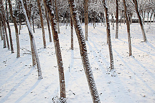 公园,树木,雪