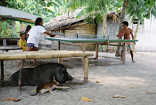玩,乒乓球,岛屿,宠物,母猪,一个,狗,万鸦老,北苏拉威西省,印度尼西亚