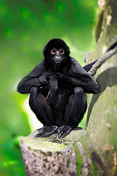 90素材黑猴子图片