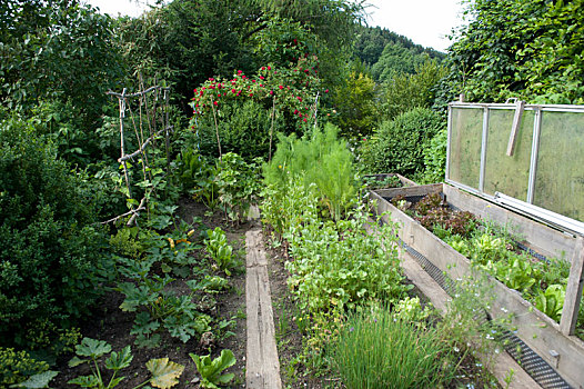 菜园,药草,蔬菜