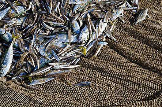 鱼,抓住,捕鱼,网,小,乡村,海岸,喀拉拉,印度,亚洲