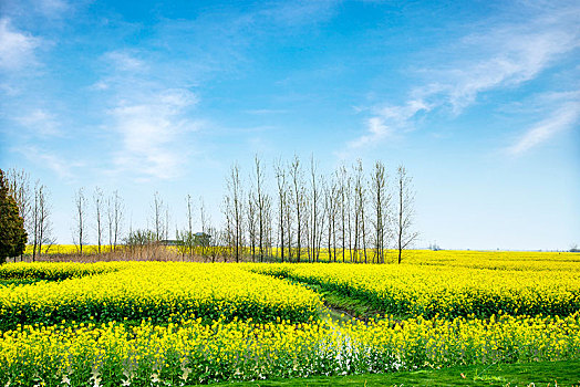 江苏省泰州市兴化市千垛景区垛田上的油菜花