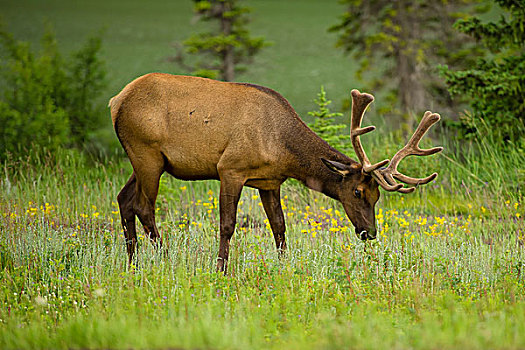 落基山,麋鹿,放牧,艾伯塔省,加拿大
