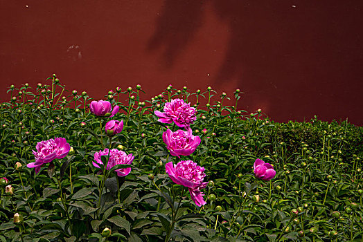 美丽芍药,芍药花