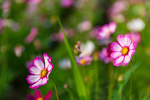 格桑花