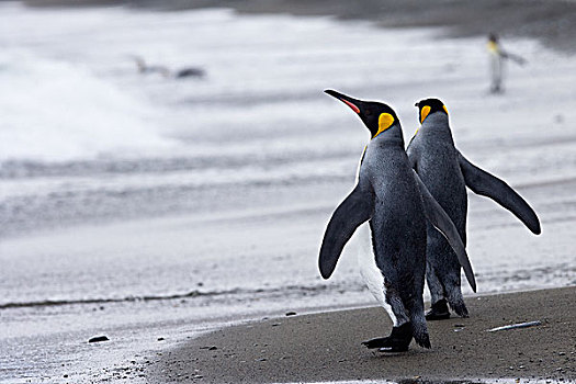 帝企鹅,一对,走,海滩,南乔治亚,南极