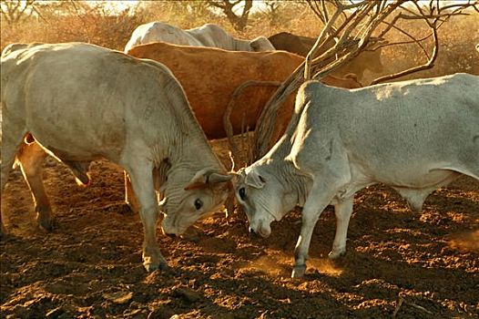 两个,争斗,公牛,牛,围挡,博茨瓦纳,非洲