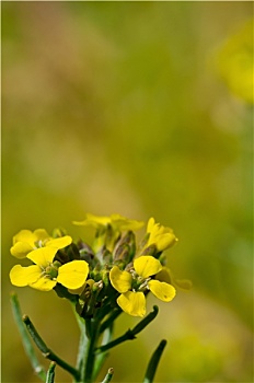 糖芥属