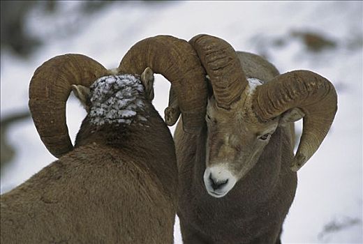 大角羊,角力,落基山脉,北美