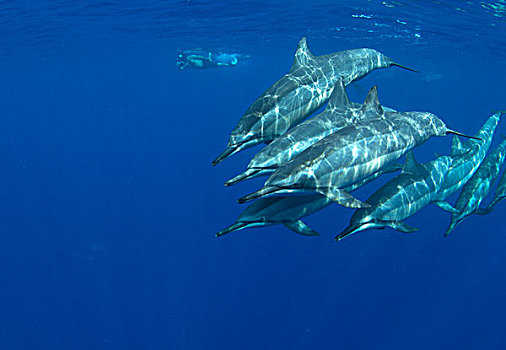 宽吻海豚,夏威夷,夏威夷大岛,美国