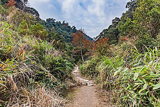 江西省婺源县山区原始森林自然环境景观